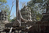 Ta Prohm temple - silk-cotton trees rising over the ruins